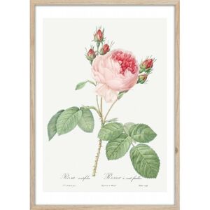 Obraz Pink Rose 50x70 cm