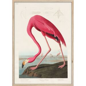 Obraz Flamingo 50x70 cm