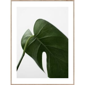Obraz Leaf 50x70 cm