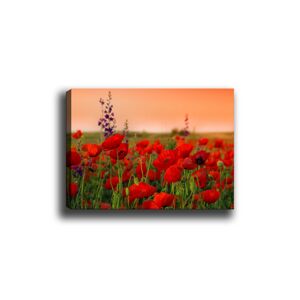 Obraz na plátně Poppy field  50x70 cm